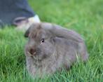 Raszuivere jonge Franse Hangoor koppels van zorgboerderij, Dieren en Toebehoren, Konijnen, Meerdere dieren, Dwerg, Hangoor, 0 tot 2 jaar