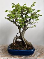 Zelkova Bonsai, Bloeit niet, Halfschaduw, Minder dan 100 cm, Overige soorten