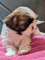 Shih Tzu reutje, 8 tot 15 weken, Eén hond, Nederland, Fokker | Hobbymatig