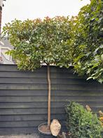 Leilboom Red Robin 175cm stamhoogte, Tuin en Terras, Planten | Bomen, Leiboom, Lente, 100 tot 250 cm, Ophalen