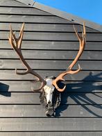 Edelhert gewei, Verzamelen, Dierenverzamelingen, Ophalen, Zo goed als nieuw, Gewei of Kop