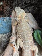 Hypo Leatherback het Trans poss het Zero vrouw, Hagedis, Tam, 0 tot 2 jaar