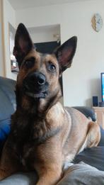 Huisje gezocht, Dieren en Toebehoren, 6 jaar of ouder, Rabiës (hondsdolheid), Teef, Eén hond