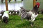 broedeieren van Blauwe Lakenvelders, Dieren en Toebehoren, Pluimvee, Geslacht onbekend, Kip