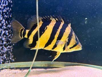 Sumatra datnioides arowana cichla potamotrygon gar rog aal beschikbaar voor biedingen