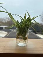 Graslelie stekjes - Chlorophytum Variegata, Huis en Inrichting, Kamerplanten, Ophalen, Overige soorten, Halfschaduw, Minder dan 100 cm