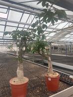 Caudex plant Afrikaanse Baobab (Adansonia Digitata)pot 28cm, Overige soorten, Ophalen of Verzenden, In pot, Minder dan 100 cm