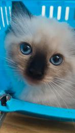 Mooi ragdoll kitten poesje en ragdoll herplaatser poes, Dieren en Toebehoren, Gechipt