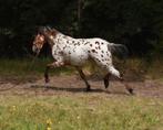 top mooie welsh pony' Spaans paspoort, Dieren en Toebehoren, Pony's, Hengst, C pony (1.27m tot 1.37m), 3 tot 6 jaar