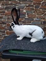 Lotharinger groot, Dieren en Toebehoren, Konijnen, Mannelijk, Groot, 0 tot 2 jaar