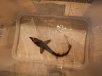 Steur 21 cm, Dieren en Toebehoren, Amfibie, 0 tot 2 jaar