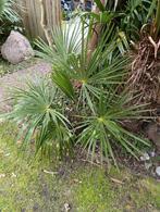 Trachycarpus fortunei winterharde palmboom, Ophalen, Overige soorten, Volle zon
