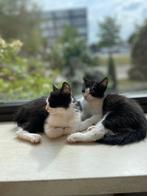 Kittens zoeken een warm mandje, Dieren en Toebehoren, Katten en Kittens | Overige Katten, Kater, 0 tot 2 jaar