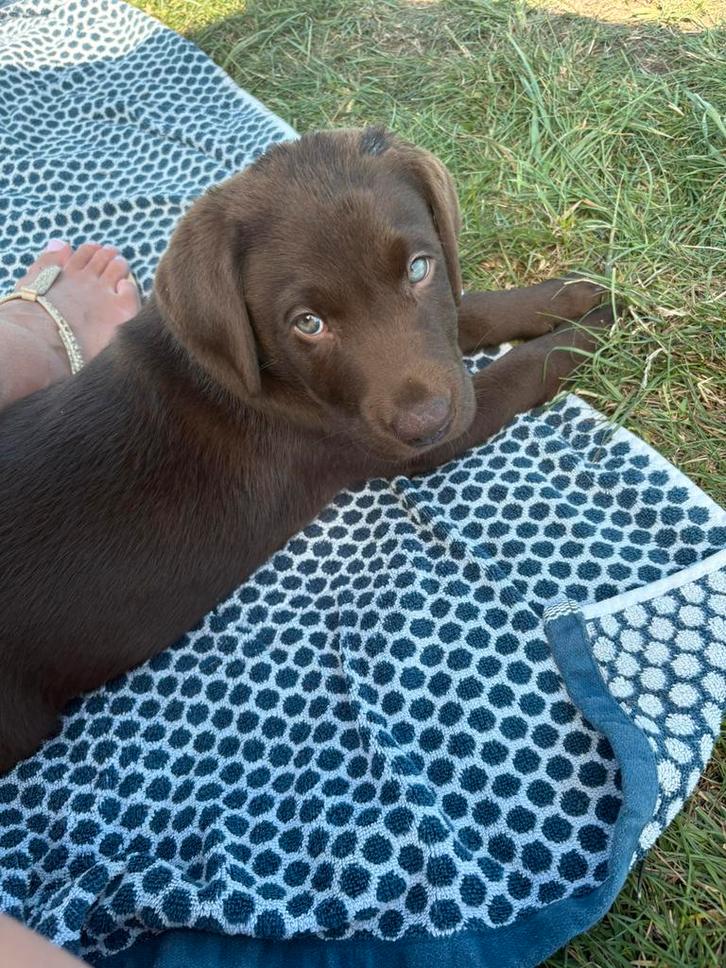 Lieve labrador, Dieren en Toebehoren, Honden | Retrievers, Spaniëls en Waterhonden, Reu, Overige rassen, Particulier, Eén hond