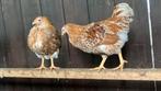 Jonge kippen te koop, Dieren en Toebehoren, Vrouwelijk, Kip