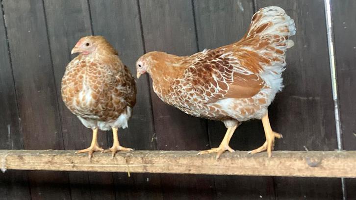 Jonge kippen te koop, Dieren en Toebehoren, Pluimvee, Kip, Vrouwelijk