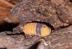 Cubaris "Amber ducky" isopods pissebedden, Overige soorten