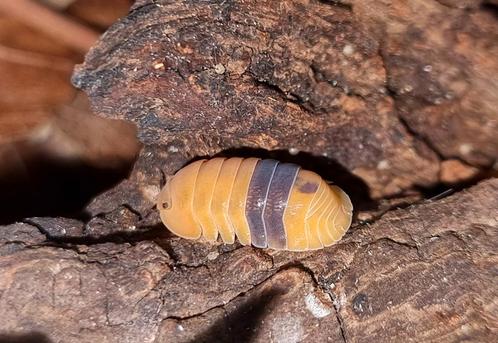 Cubaris "Amber ducky" isopods pissebedden, Dieren en Toebehoren, Insecten en Spinnen, Overige soorten