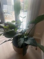 Lepelplant - Groot, Huis en Inrichting, Kamerplanten, Ophalen, Overige soorten, Halfschaduw, In pot