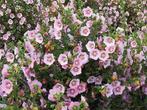 Anisodontea capenis in 3 liter pot., Zomer, Vaste plant, Overige soorten, Ophalen