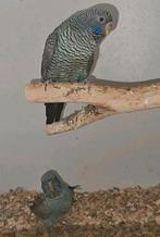 Blackface/Blackwing BFBW koppel, Meerdere dieren, Parkiet, Geringd