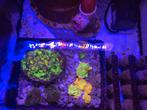 Zeeaquarium stekken, Dieren en Toebehoren, Verzenden, Nieuw, Overige typen