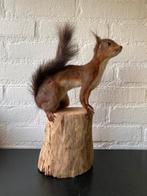 Nieuwe opgezette Eekhoorn top staat prijs incl verzenden, Ophalen of Verzenden, Nieuw, Wild dier, Opgezet dier