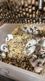 Voedermuizen veeltepelmuizen, Ophalen, Nieuw, Overige typen