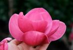 Magnolia 'Watermelon' (Beverboom) 80-100, 5liter pot, Overige soorten, Lente, Minder dan 100 cm, Ophalen