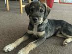 Pup Charlie, een echte charmeur, Dieren en Toebehoren, Honden | Niet-rashonden, Particulier, Rabiës (hondsdolheid), 15 weken tot 1 jaar