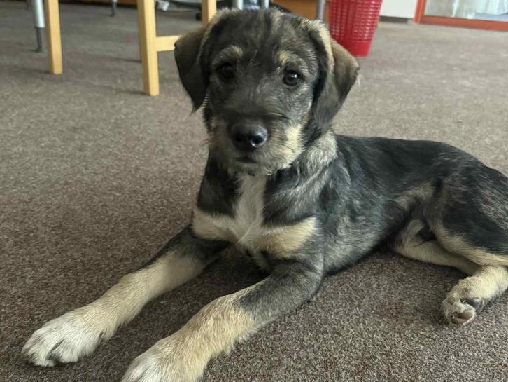 Pup Charlie, een echte charmeur, Dieren en Toebehoren, Honden | Niet-rashonden, Middel, Reu, Particulier, Eén hond, Buitenland