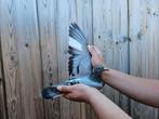Laat jong 2025 Peter Janssen x Gebr Homma, Dieren en Toebehoren, Vogels | Duiven, Vrouwelijk