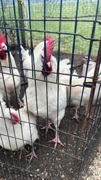 Haan,hanen,cream legbar,groenlegger, Mannelijk, Kip