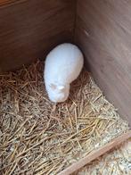 Mooie  klein  dwerg konijntje  met blauwe ogen  is  nu 2 jaa, Vrouwelijk, Dwerg