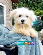 Maltezer pups, België, Maltezer, Particulier, Rabiës (hondsdolheid)