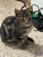 Schattige kittens GRATIS, Dieren en Toebehoren, Meerdere dieren, Kortharig, 0 tot 2 jaar