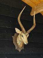 Springbok kunststof kop groot formaat!, Ophalen of Verzenden, Gebruikt, Overige soorten, Gewei of Kop