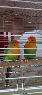 Vogels, Dieren en Toebehoren, Meerdere dieren, Parkiet