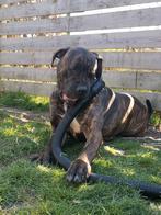 Cane corso teef, Dieren en Toebehoren, Honden | Bulldogs, Pinschers en Molossers, Rabiës (hondsdolheid), Overige rassen, 1 tot 2 jaar