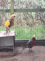 1 goudfazant haan ., Mannelijk, Parkiet