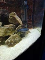 Te koop Cynotilapia white top Nara gallirea  reef, Vis