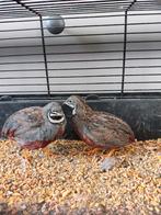 Chinese dwergkwartel haantjes wildkleur, Dieren en Toebehoren, Mannelijk, Tam