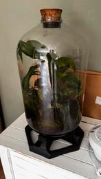 Planten ecosysteem terrarium groot met lamp, Huis en Inrichting, Kamerplanten, Ophalen, Overige soorten, Minder dan 100 cm
