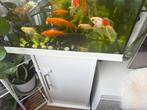 Aquarium kast in goede staat €45, Ophalen, Zo goed als nieuw, Leeg aquarium