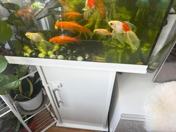 Aquarium kast in goede staat €45 beschikbaar voor biedingen