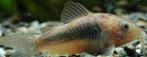 corydoras aeneus € 2,95, Dieren en Toebehoren, Vis