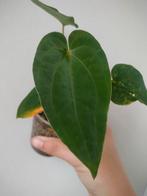 Anthurium Dark Phoenix, Ophalen of Verzenden, Halfschaduw, Minder dan 100 cm
