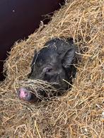 Gezocht; Biggetje, Gottinger of Mini varkentje, Dieren en Toebehoren, Varken