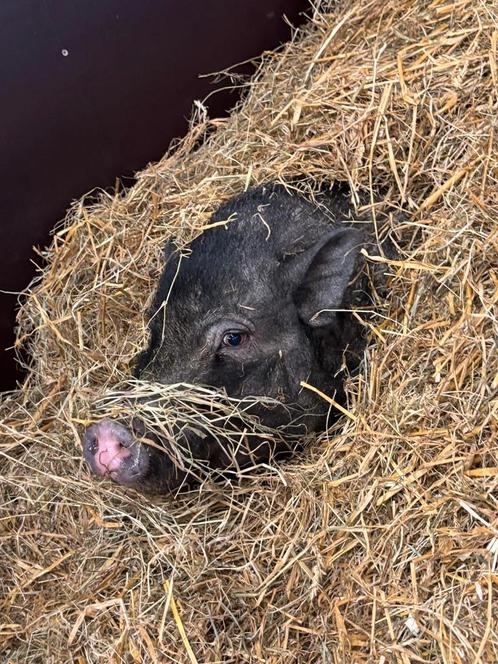 Gezocht; Biggetje, Gottinger of Mini varkentje, Dieren en Toebehoren, Schapen, Geiten en Varkens, Varken