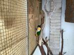 Te koop mooi koppel caique, Dieren en Toebehoren, Meerdere dieren